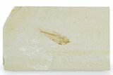 Juvenile Fossil Fish (Diplomystus) - Wyoming #357662-1